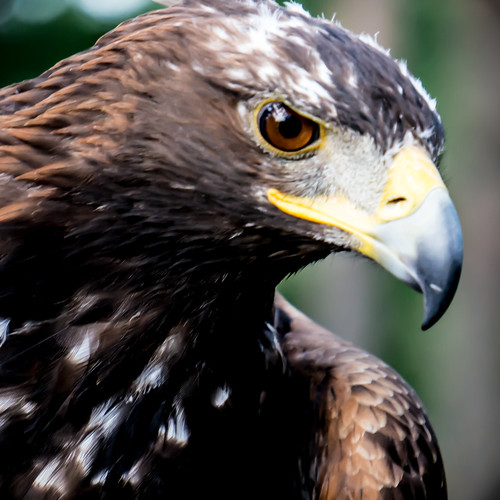 nature birds eagle predators