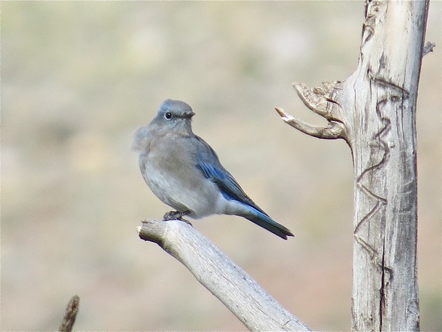 Mountain Bluebird at the Wind River Indian Reservation in Fremont County, Wyoming 04