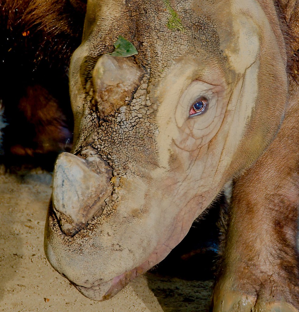 Sumatran Rhinoceros (Dicerorhinus sumatrensis)_26_v2