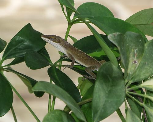 green sanantonio texas tx lizard anole hiding chameleon dilojun2014