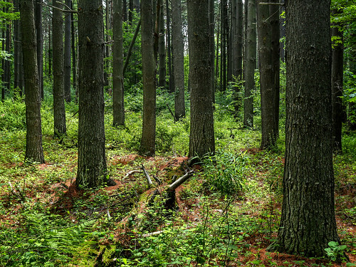 trees ohio nature canon landscape toledometroparks oakopeningspreserve