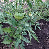 番茄，圖片來源：簡小嘉