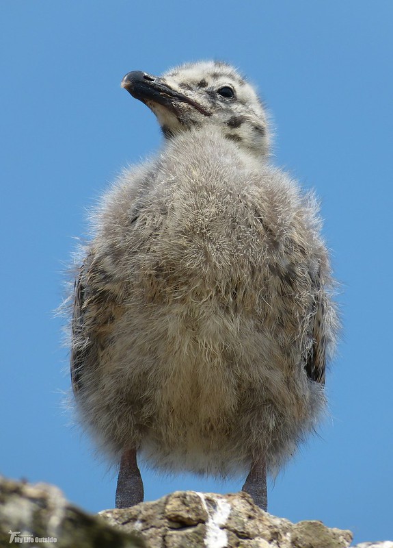 P1070915 - Juvenile Herring Gulls, Conwy