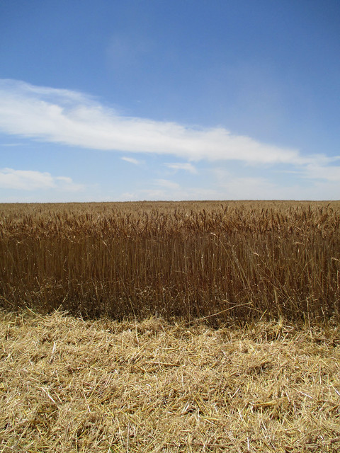 Nice wheat 70 bushels per acre wheat