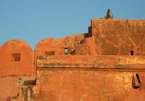 Monkeys watching the sunset at Amber Fort just outside of Jaipur, India