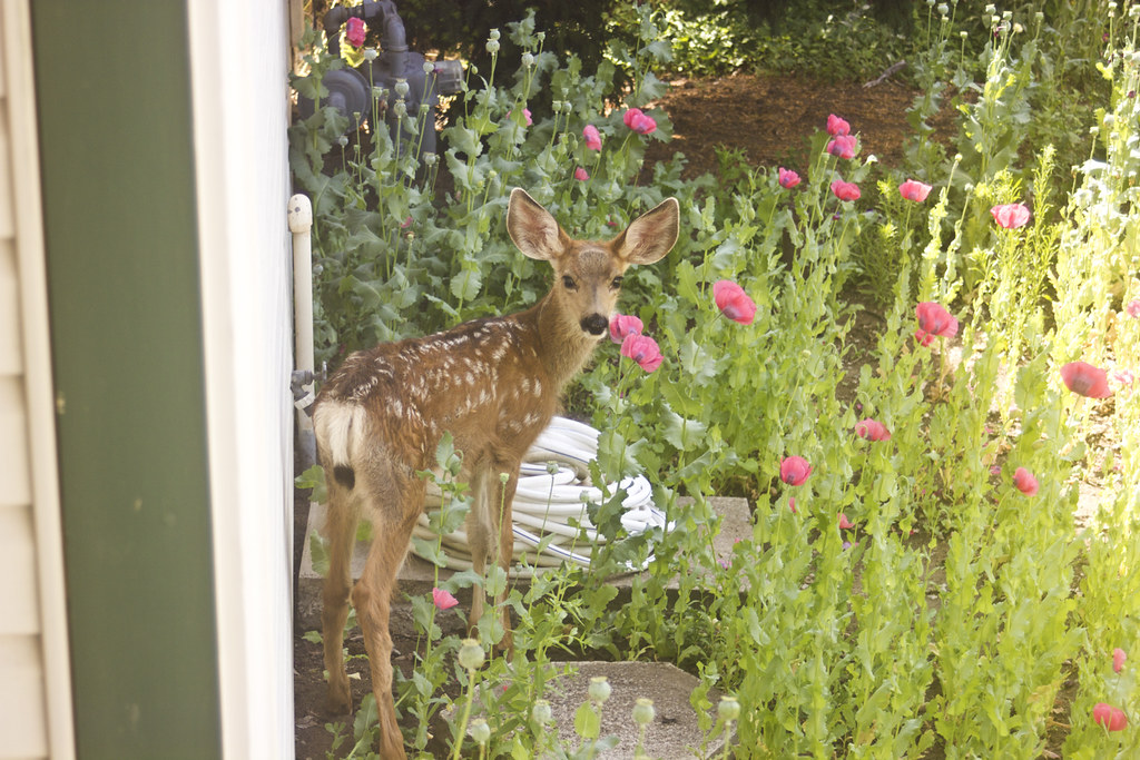 Oregon prineville deer in front garden rose flowers laila tapeparade laila check dress navy