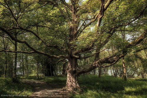 trees england tree woodland unitedkingdom path branches sony cumbria a77 loweswater sonyalpha andyhough slta77 andyhoughphotography