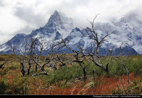 chile park parque trees mountain snow mountains tree nature del landscape scenery chili torre scenic snowcapped national trunk trunks np region nacional paine magallanes chilena antártica チリ 智利 şili чили дель 칠레 торрес 百內國家公園 トーレス・デル・パイネ国立公園 пайне