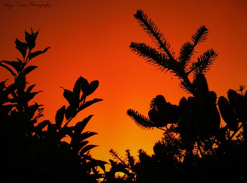 sunset orange silhouette evening spider suffolk