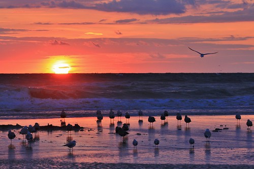 sunset sea beach birds shore hardelot cotedopale