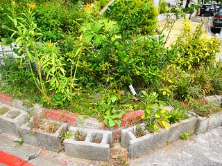 復建里除了菜園也熱衷綠美化，街角可見里民自行建置蝴蝶的蜜源植物；攝影：賴品瑀。