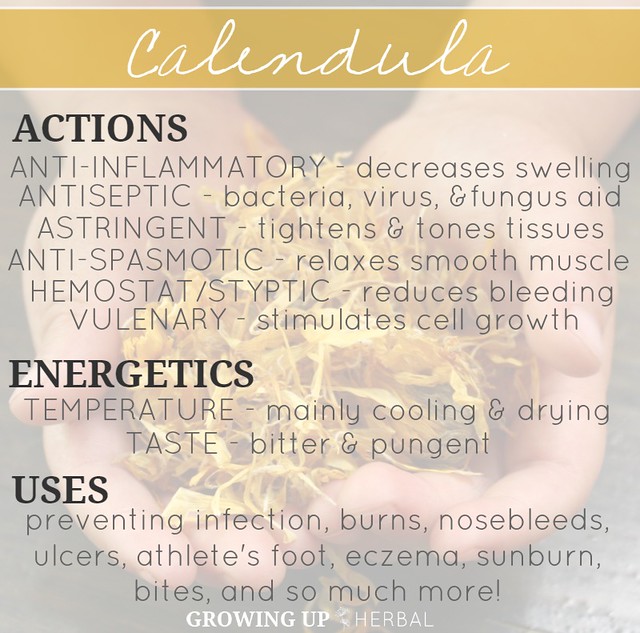 Learning Herbs: June Herb Challenge – Week 4 | GrowingUpHerbal.com | Calendula Hydrosol \ Floral Waters