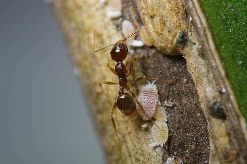 臀紋粉介殼蟲（Planococcus sp.），圖片攝影：李鍾旻。