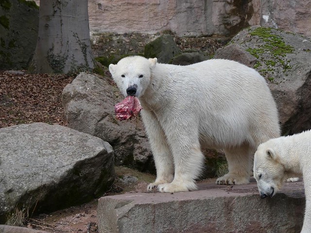 Eisbär Vera, Tiergarten Nürnberg