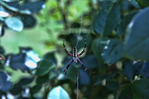 mississippi garden insect spider nikon paintshoppro 28300mm tupelo d700 topazadjust