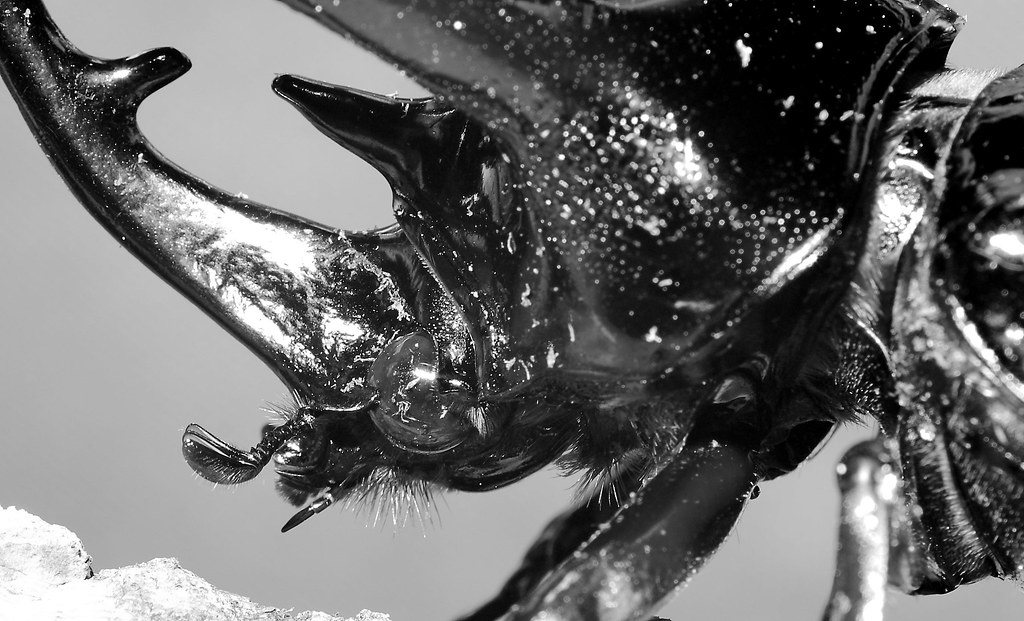 Atlas Beetle (Chalcosoma atlas)_4_v2