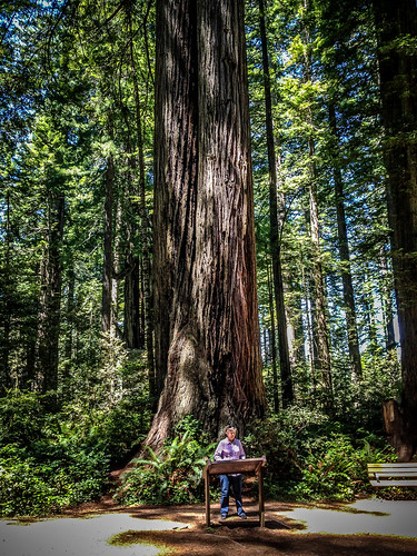 Redwoods and Elk-042