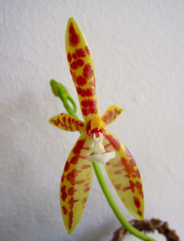 Phalaenopsis cornu-cervi 14641568004_19975252fe_c