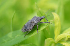 Rough Stink Bug (Brochymena sp.)