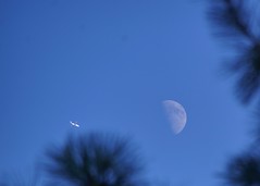 216/365: Jet, Day Moon, and Southern Pines