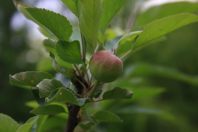 Organic apple farm - Kentucky