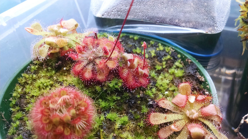 Drosera tokaiensis and friends.