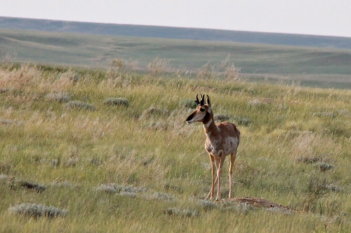 mammal wildlife antelope wyoming pronghorn