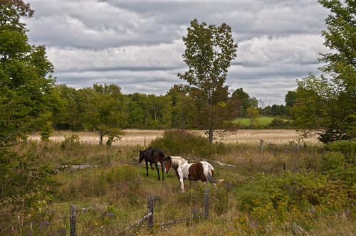 horses ontario field clouds rural landscape woods desertlakeroad