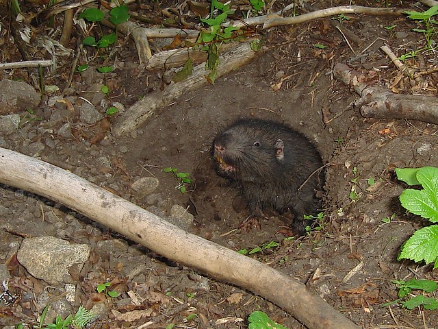 mountain beaver