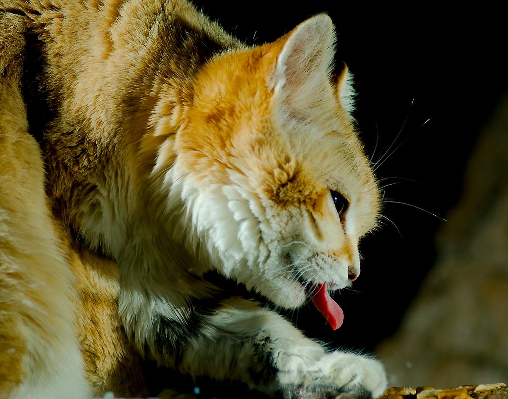 Sand Cat (Felis margarita)_1