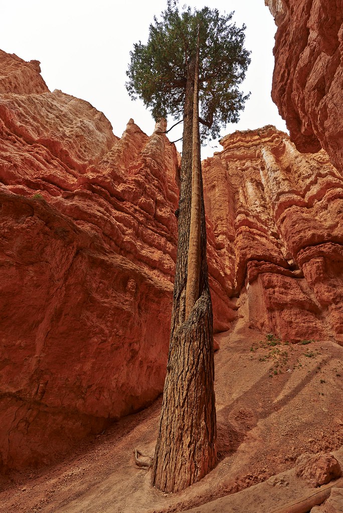 Double Tree - Bryce Canyon National Park