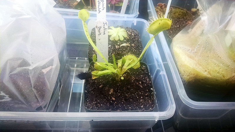 Dionaea muscipula 'Justina Davis'.