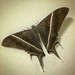 #moth