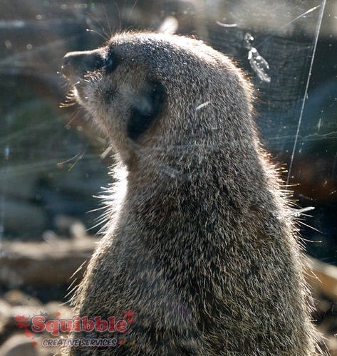 Squibble's Day At the Zoo - June 2014