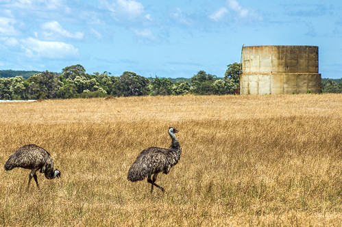 field birds farm australia emu margaretriver westernaustralia forestgrove paddock boranup emus flightlessbirds