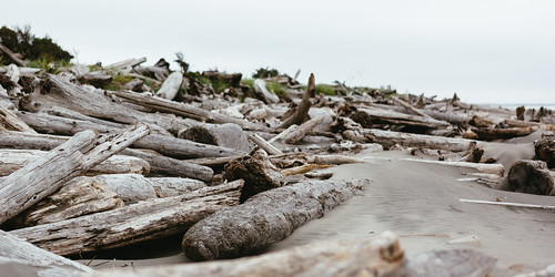 beach logs driftwood shore capedisappointment pacificnorthwest pnw outdoors canon depthoffield dof nature canoneos5dmarkiii canonef2470mmf28lusm washington johnwestrock
