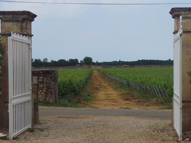 Vineyard of Chateau Climens, Bordeaux June 9, 2014 016