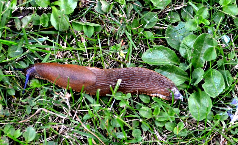 Slug taking a walk
