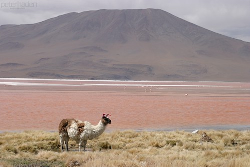 color animal volcano llama bolivia environment shape altiplano uyuni