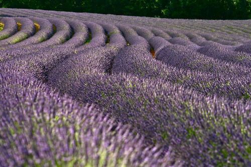france champs feld lavender fields cote provence lavande 薰衣草 lavendel dazur lavende 普罗旺斯 françoisphilipp