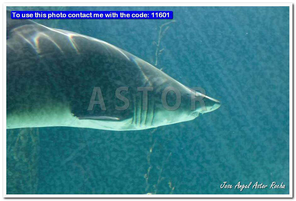 dangerous bull shark jaw huge
