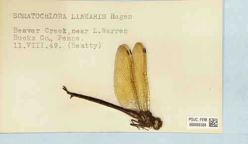 dragonfly specimen, resting on a 3 by 5 card, on which is typed locality data