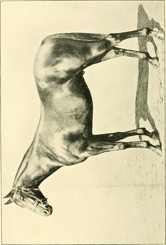 Paternoster