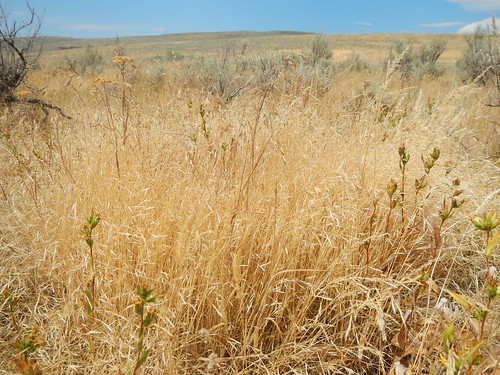 oregon annual habitat poaceae bakercity introduced bunchgrass wiregrass coolseason ventenatadubia northafricagrass aveneae