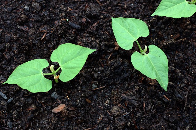 Bean seedlings by Eve Fox, the Garden of Eating copyright 2014