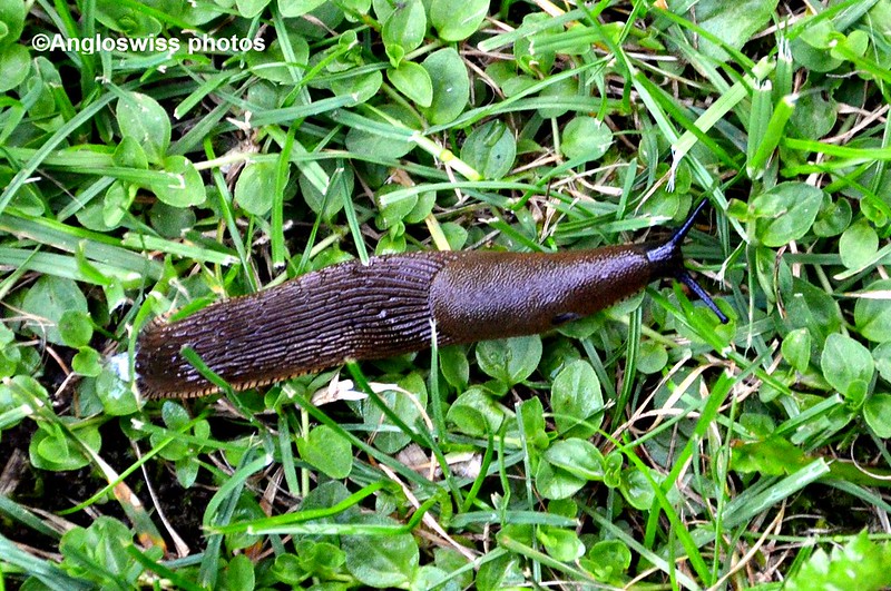 Slug taking a Walk