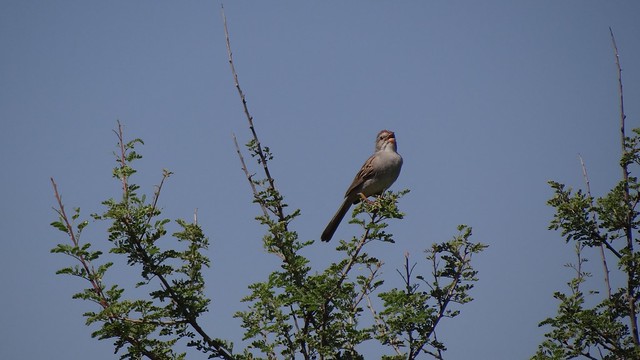 rufous-winged sparrow