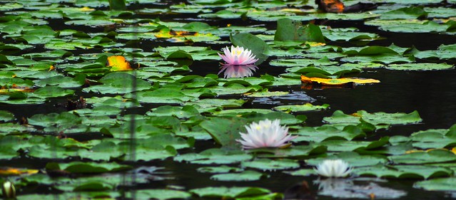Lilies on the Water