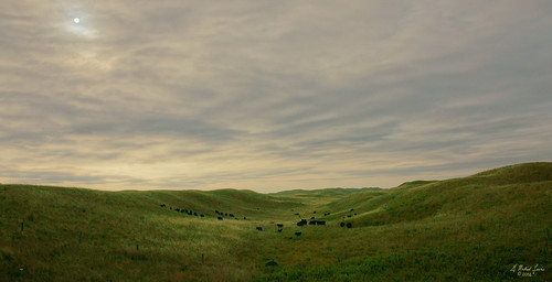 sun green grass clouds sand midwest nebraska cattle dunes hills prairie ranching sandhills