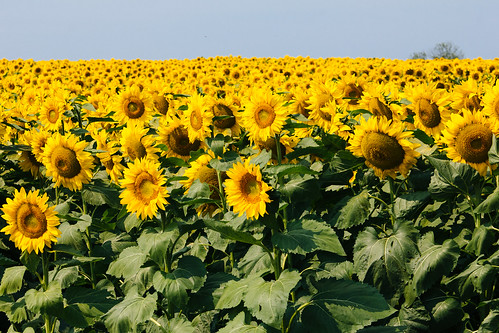 summer usa rural michigan farm unitedstatesofamerica sunny sunflower allegan explored ruralmichigan allegancounty puremichigan cheshirecenter